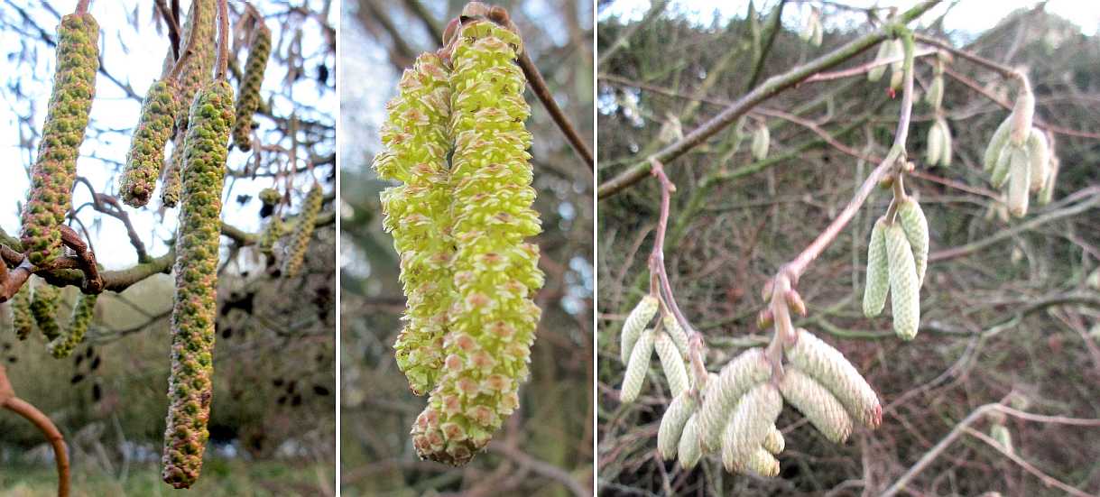 A selection of catkins.