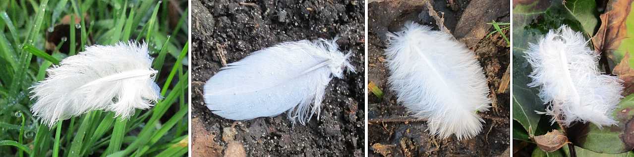 Mysterious cast-off downy feathers.