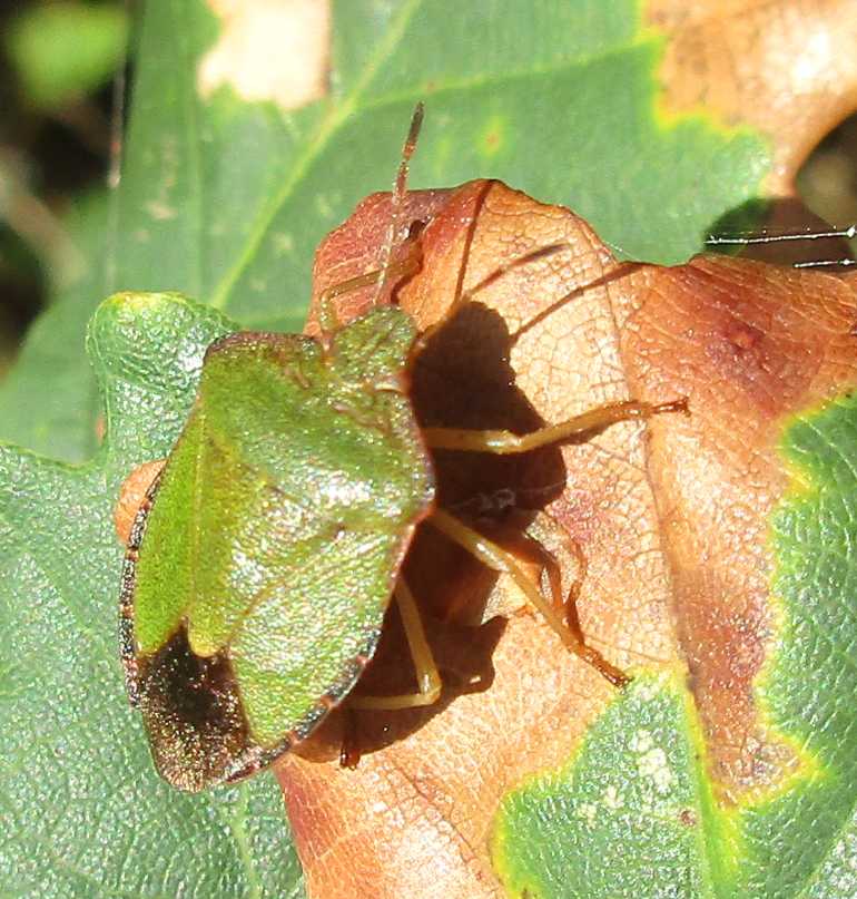 A green shield bug.
