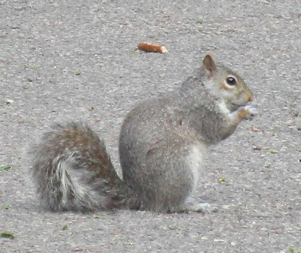 Squirrel on tarmac.