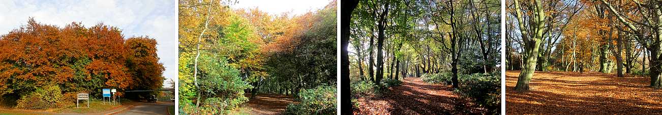 Beech woodland in autumn.