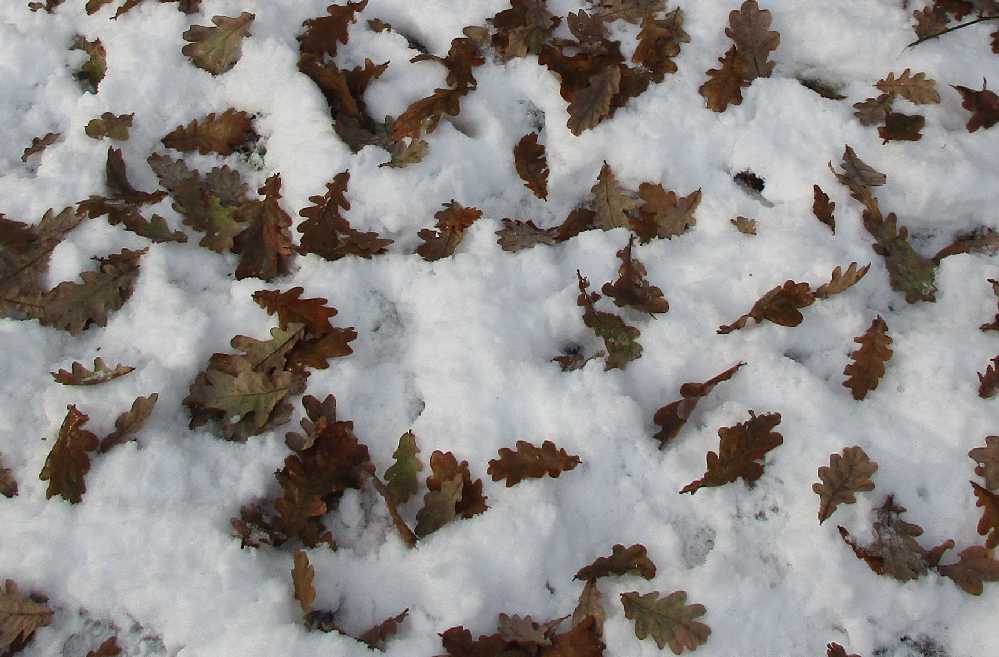 Oak leaves on top of snow.