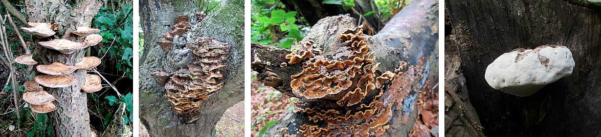 Some bracket fungi.