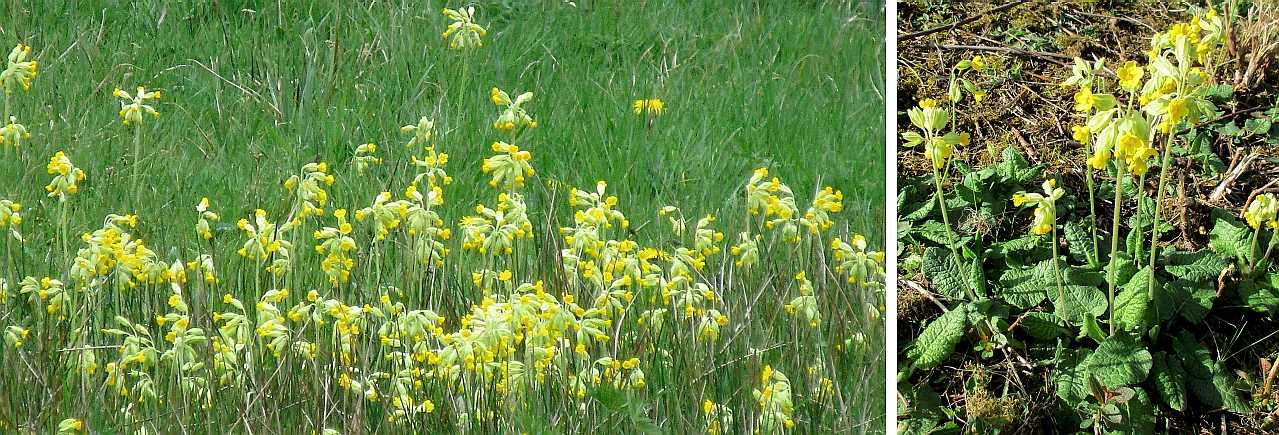 Cowslips.