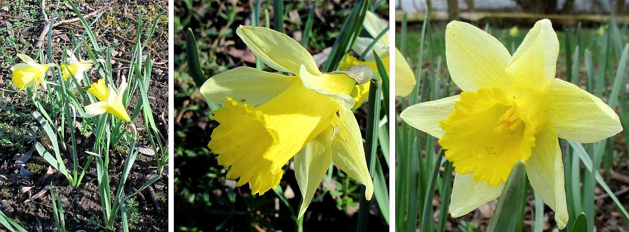 Native wild daffodils.