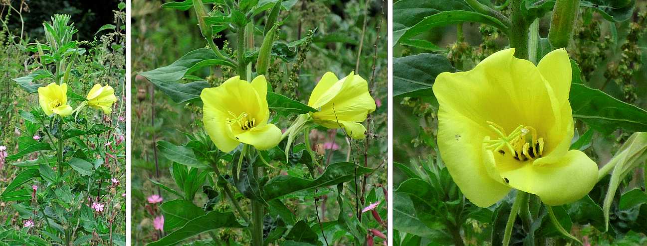 Large-flowered or common evening-primrose.