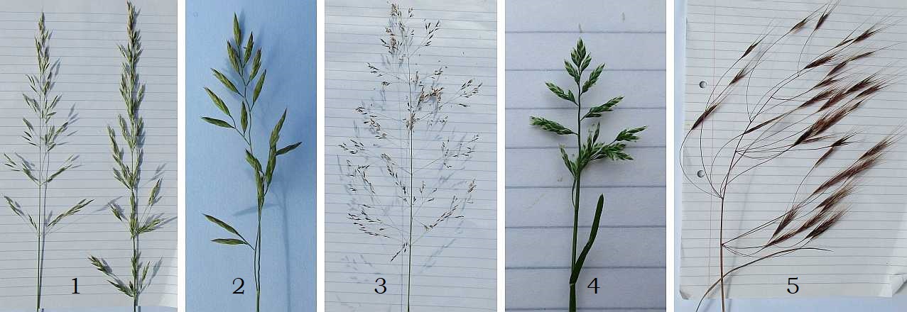 Five different grass species.