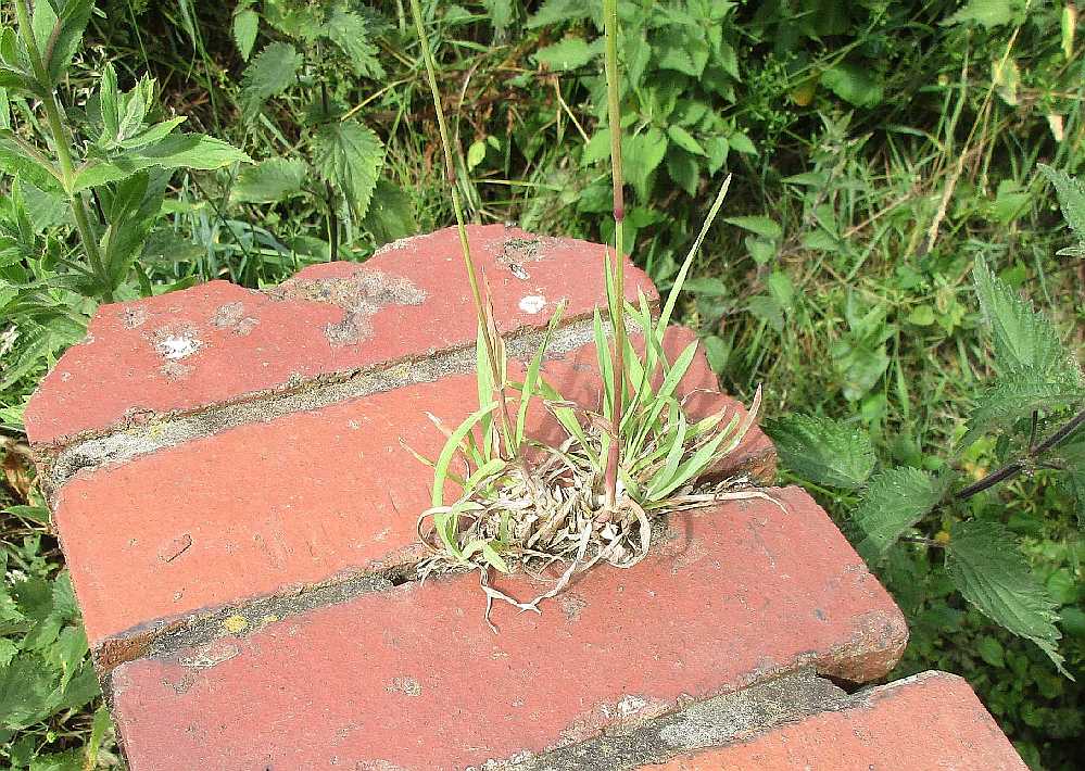 Grass growing in a wall.