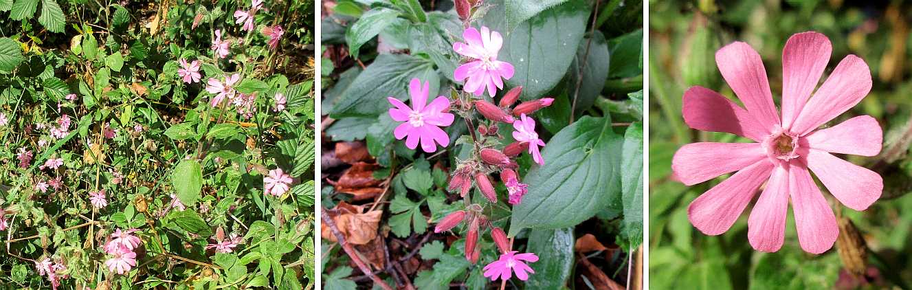 Red campion.