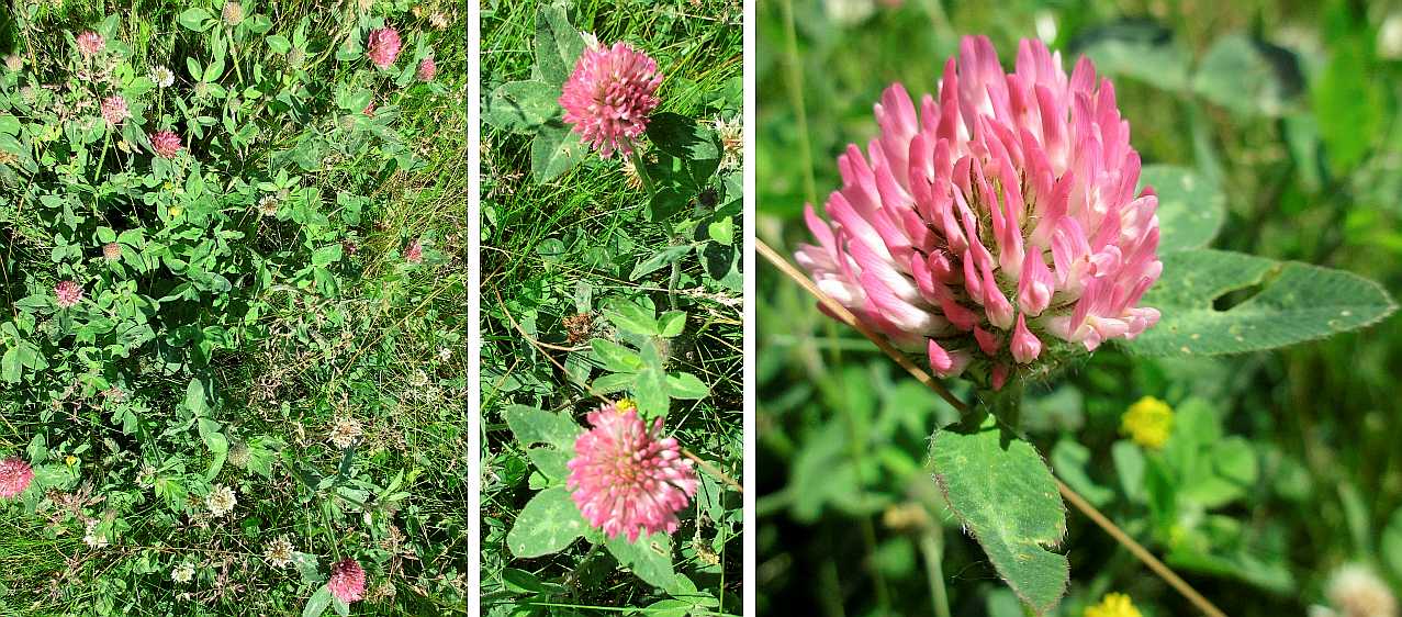 Red clover.