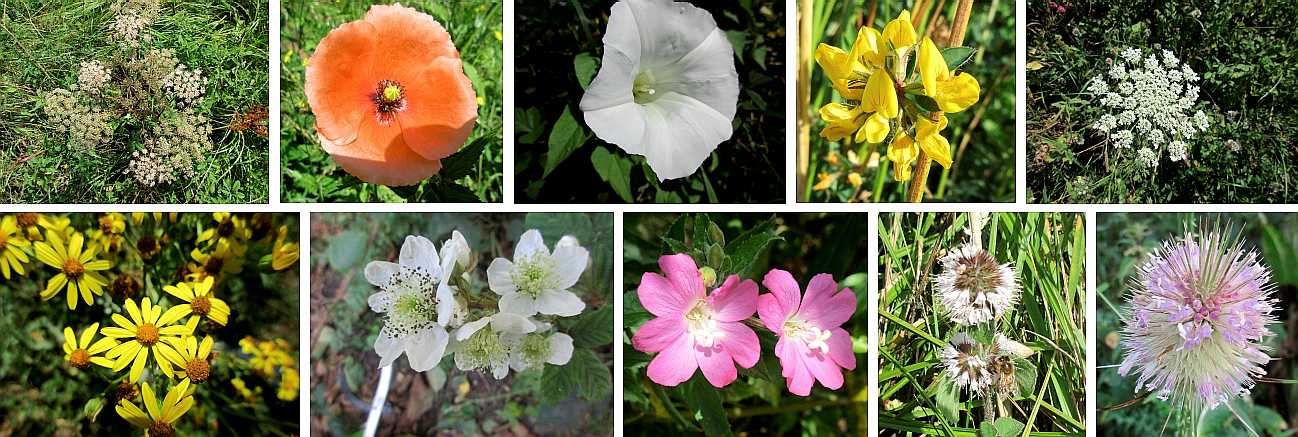 A selection of summer flowers.