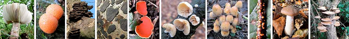 A selection of fungi.