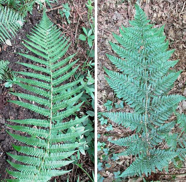 Two types of fern frond.