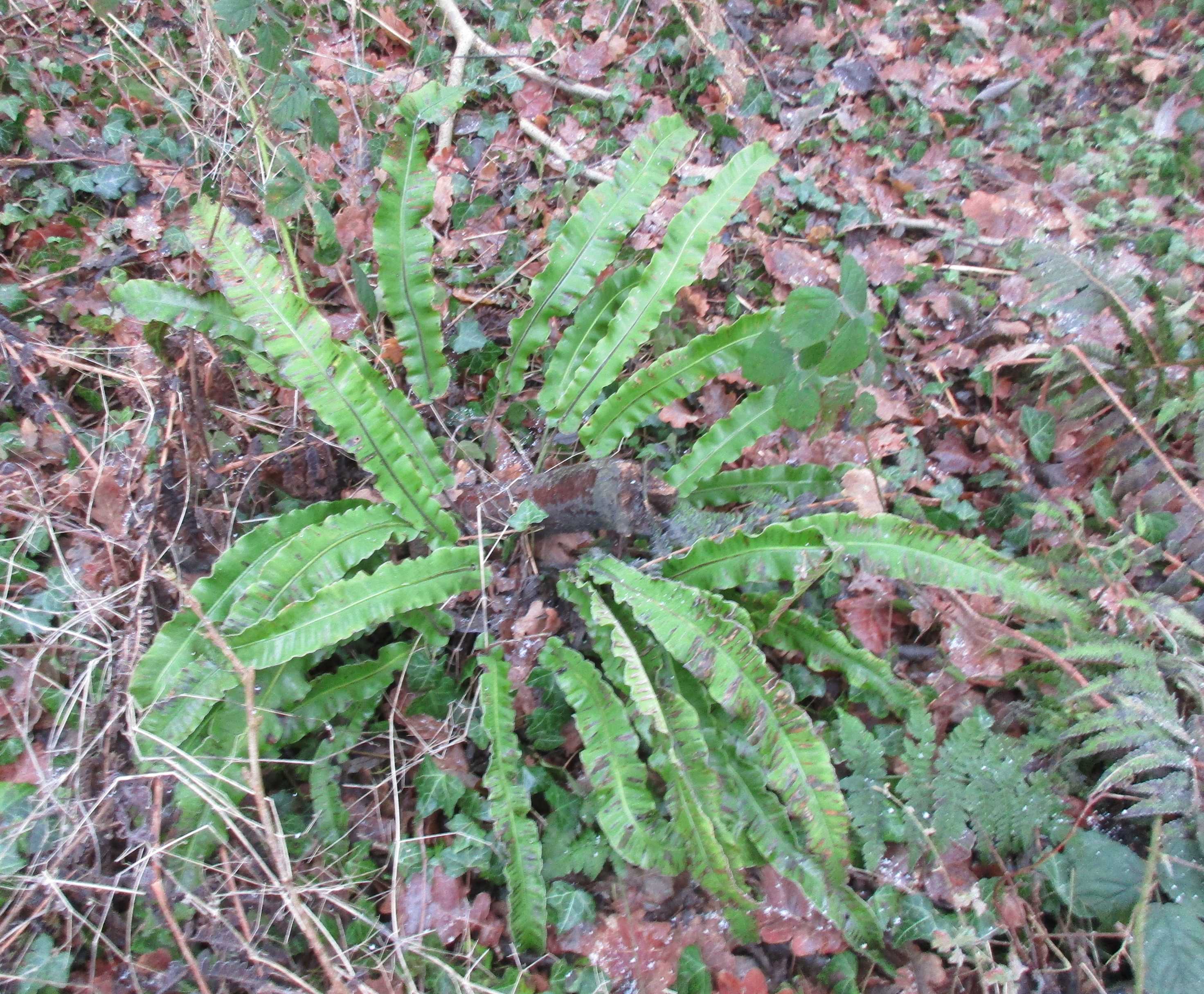 Harts Tongue fern in winter.