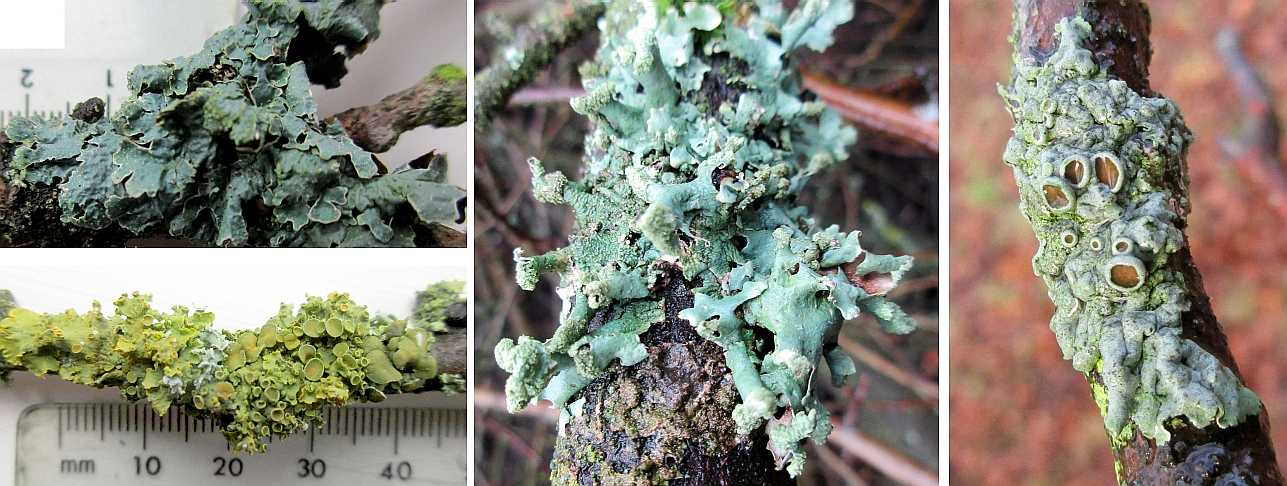 A collection of woodland lichens.