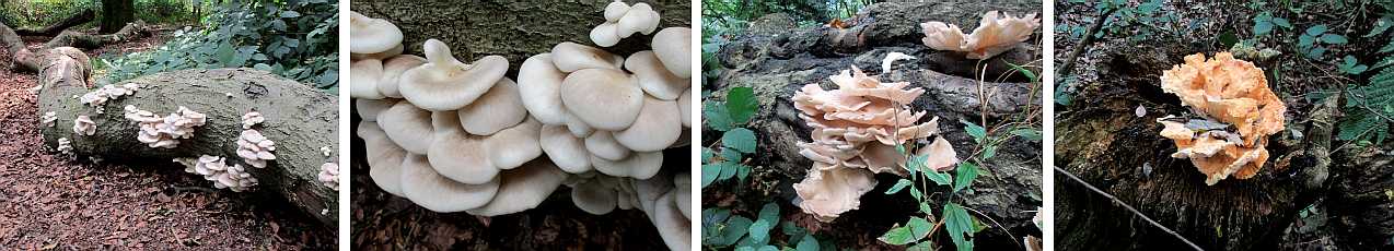 Soft fungi on timber.