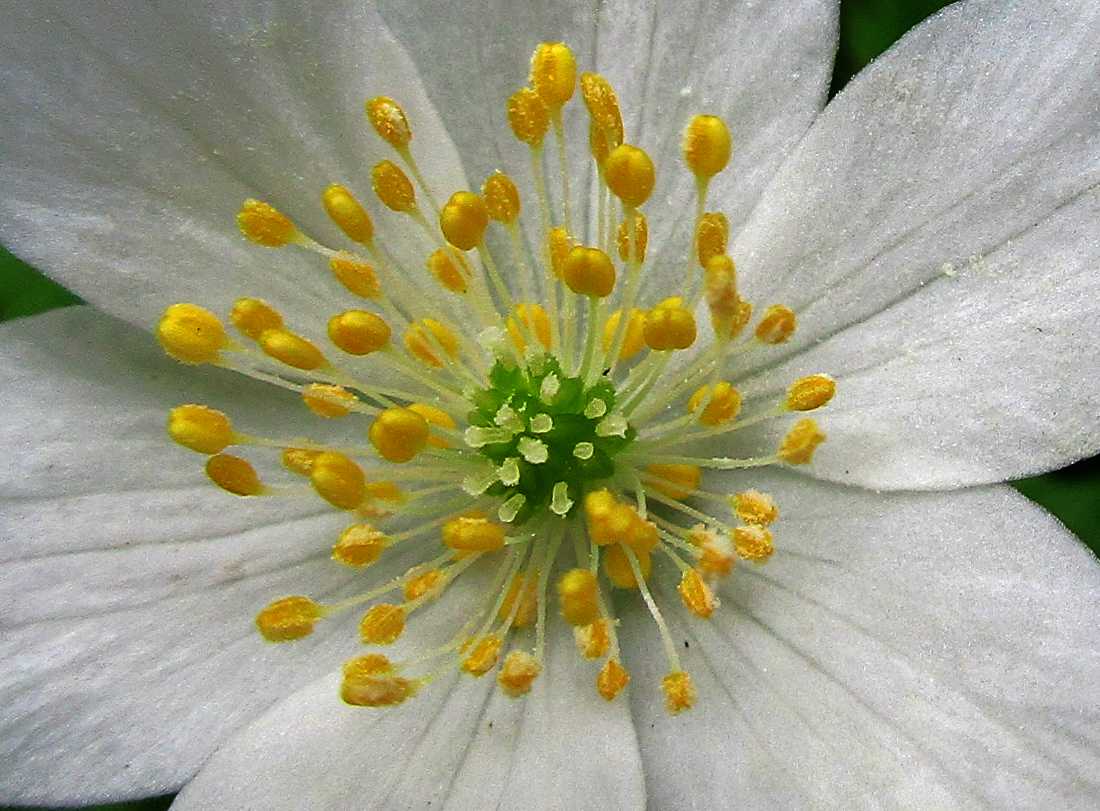Wood anemone up close.