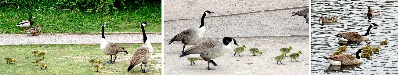 Geese sand goslings.