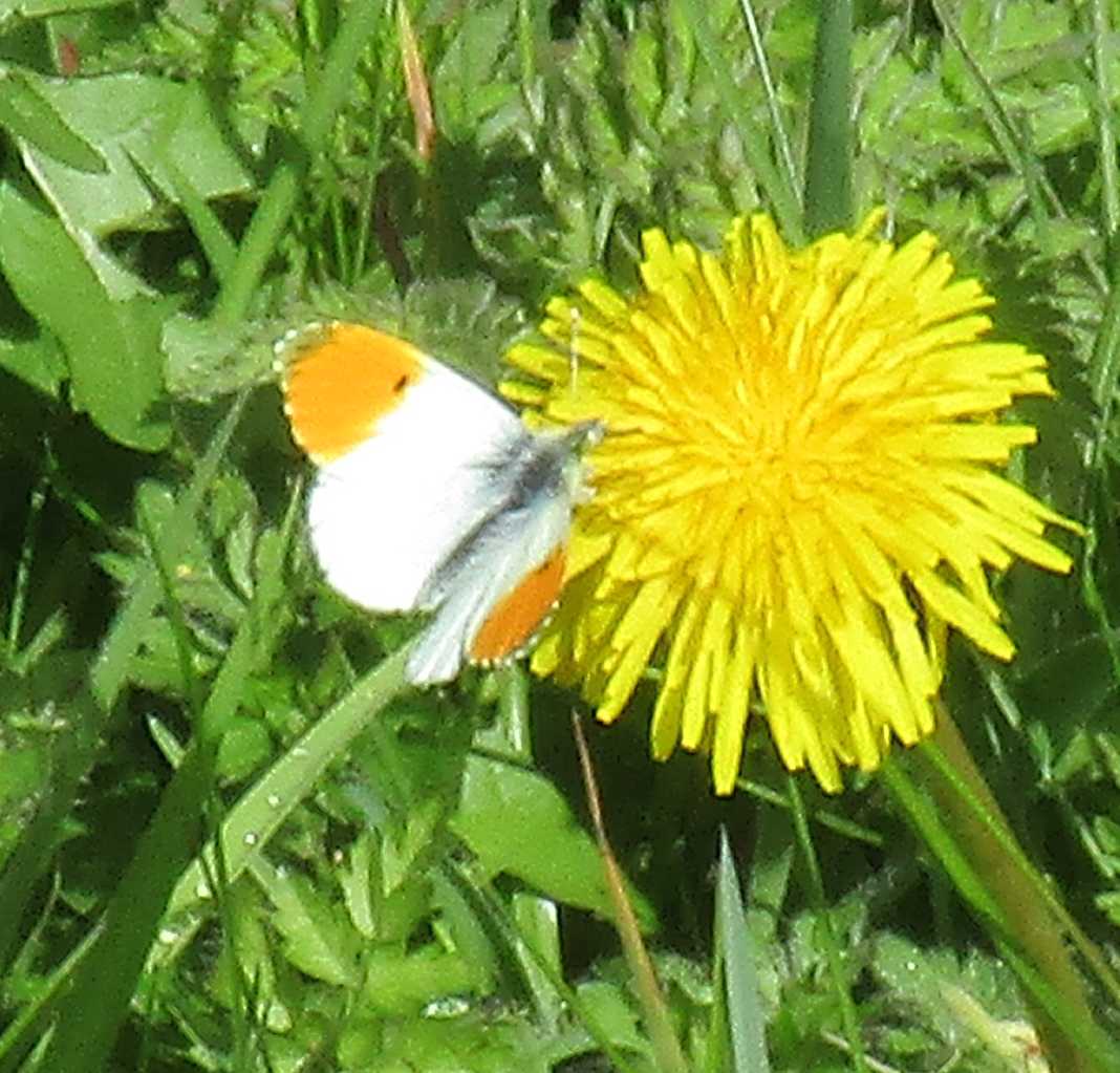 Orange tip butterfly on dandelion.