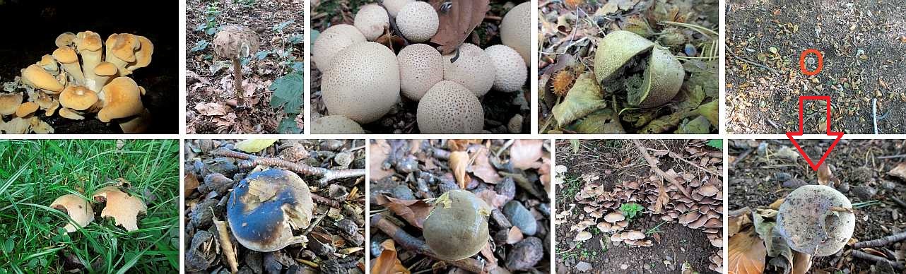 Some toadstool fungi.
