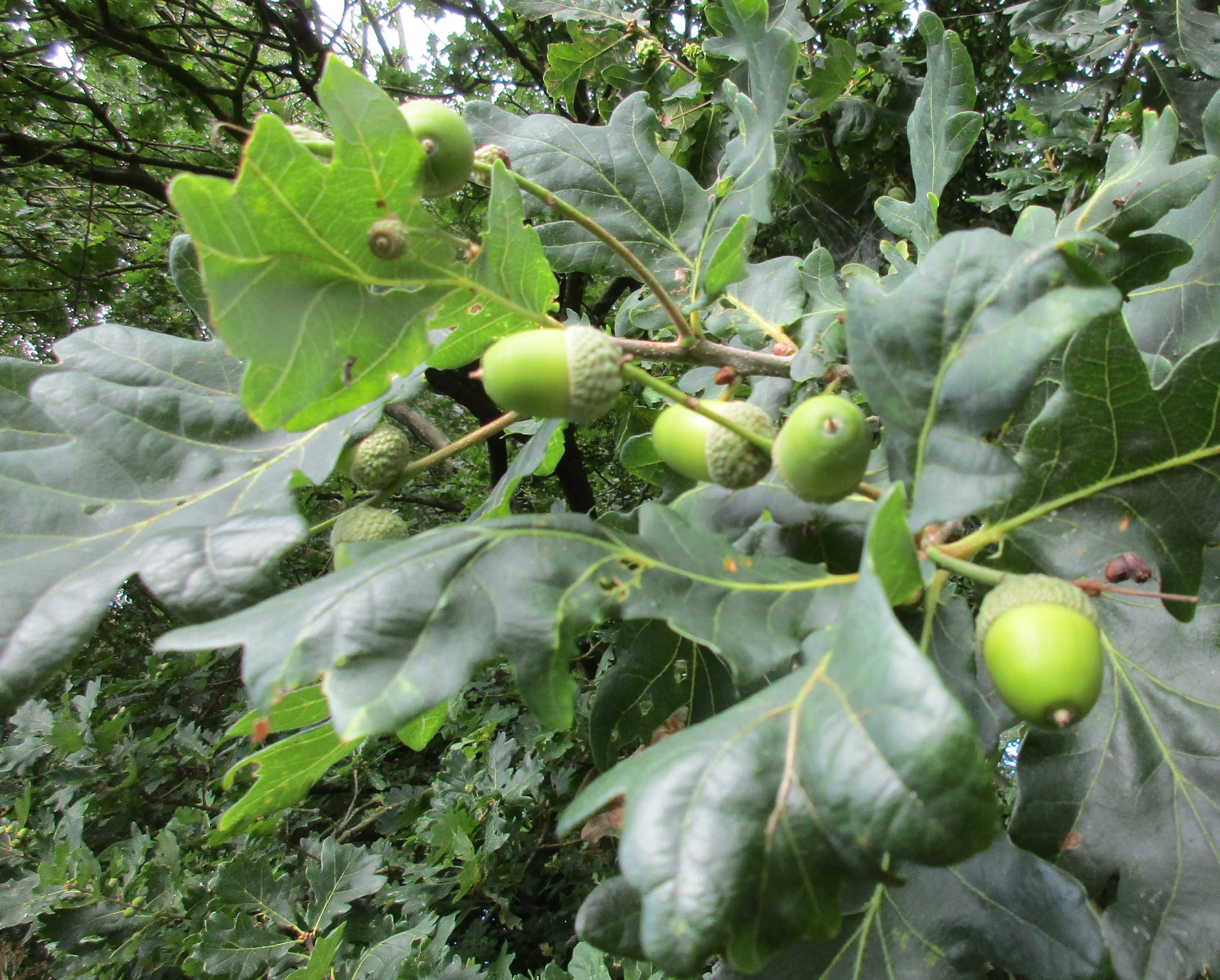 Late summer acorns.