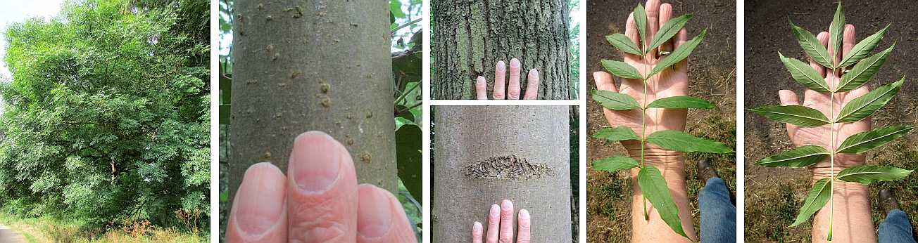 Ash tree structure.