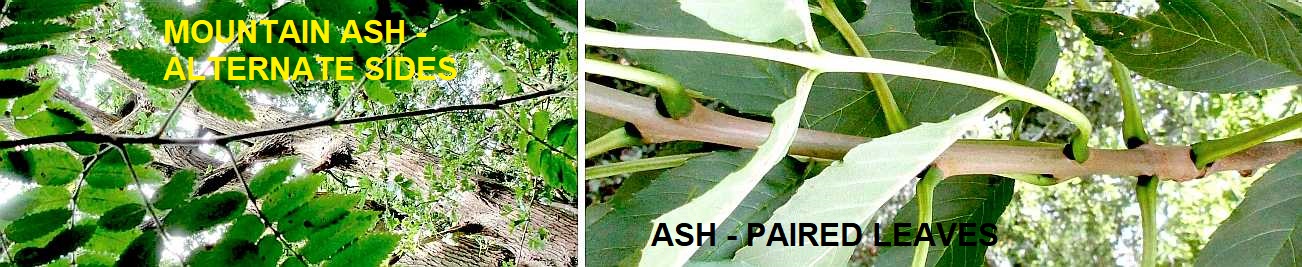 Ash and mountain ash leaf arrangements.