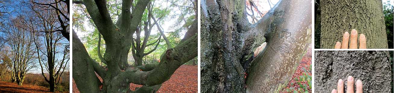Beech tree structure.