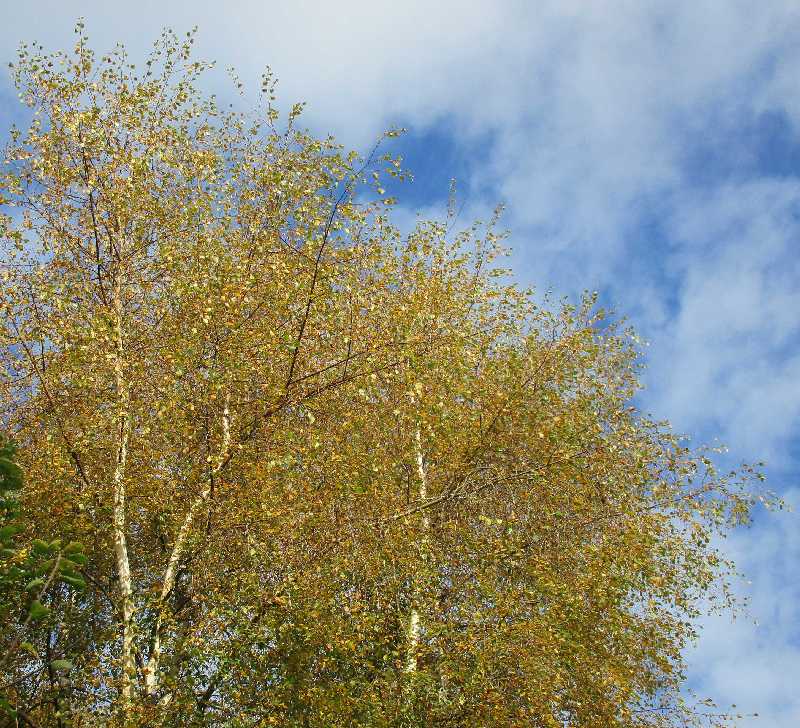 Sliver birch in autumn.