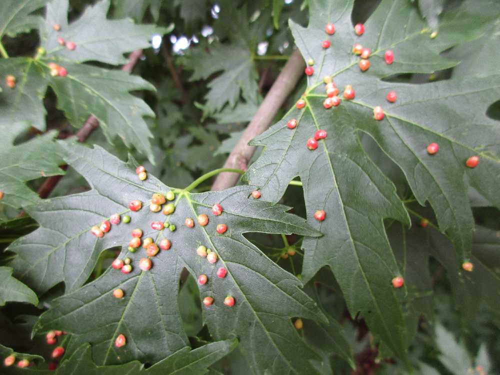 Maple leaf disease.
