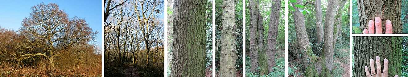 Oak tree structure.