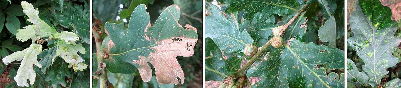 Diseases and disorders on oak leaves.