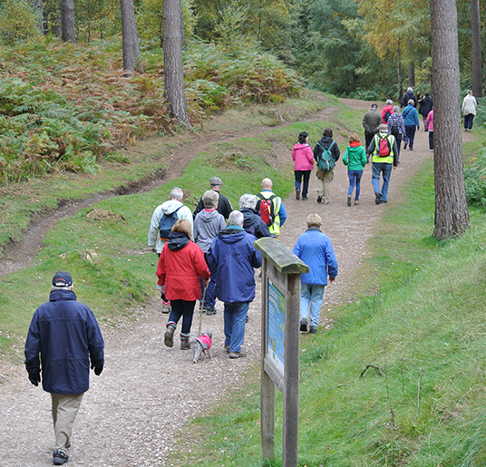 Walking in Cannock Chase