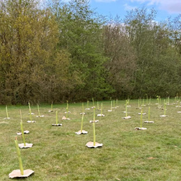 tree planting