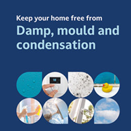damp and mould