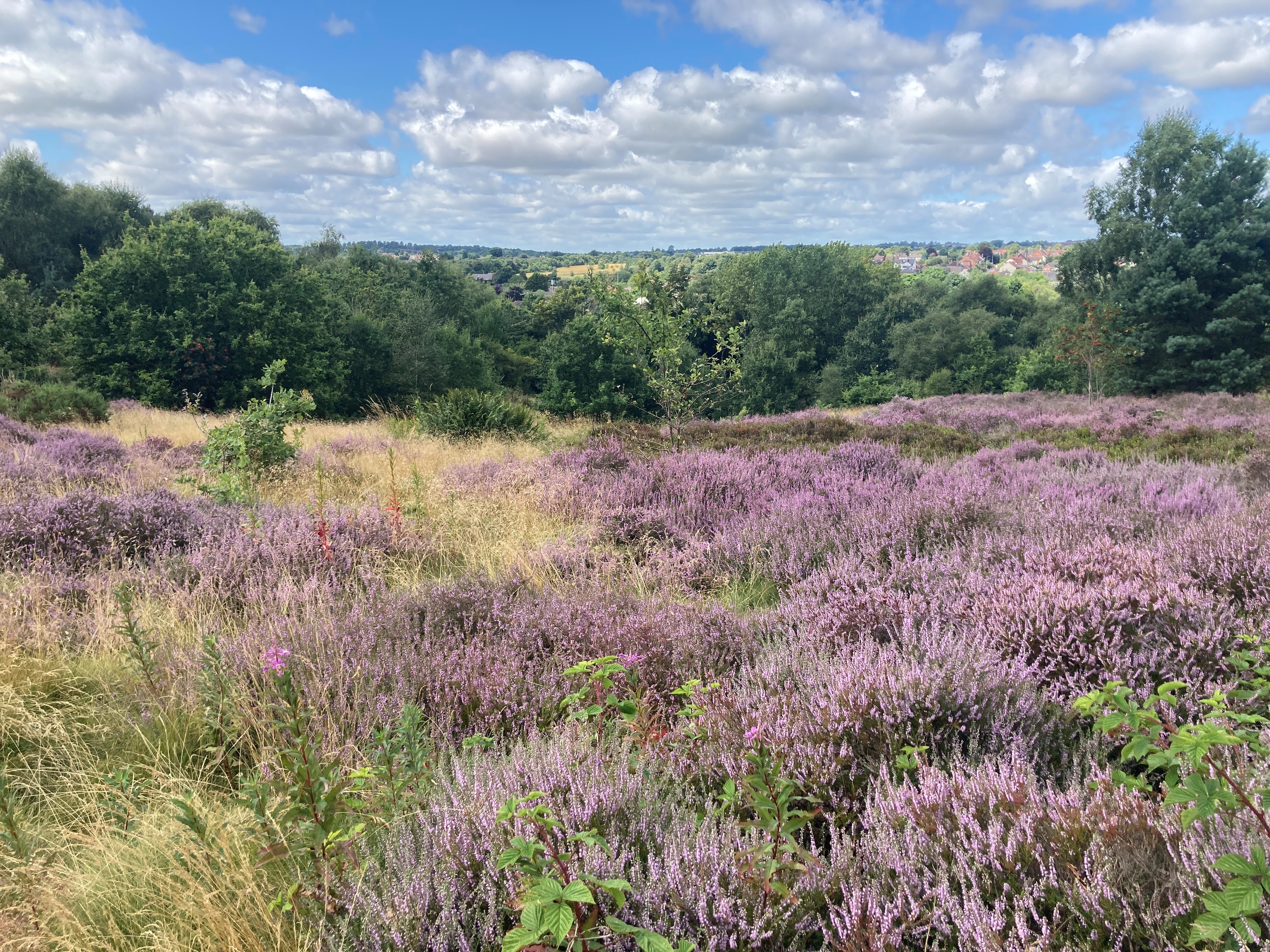 Heathland at Hednesford Hills
