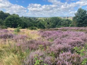 Heathland