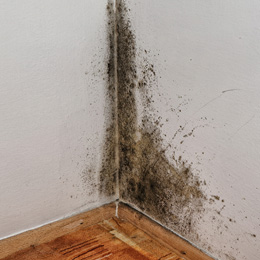 damp and mould