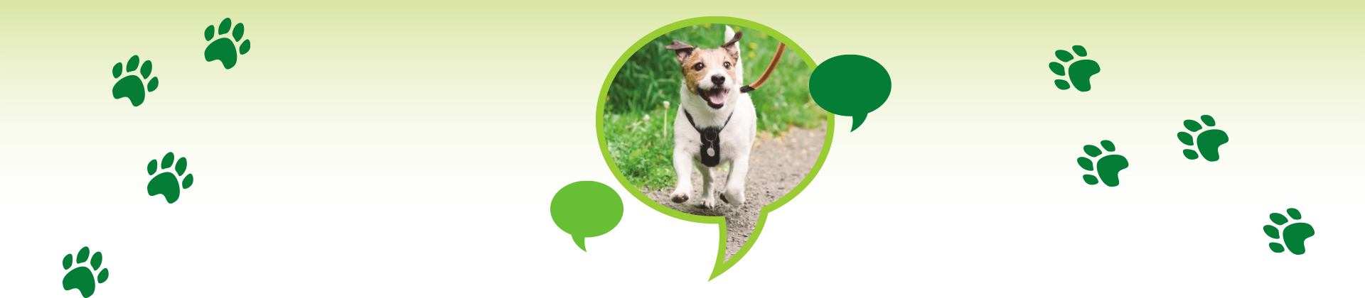 dog running - dog control